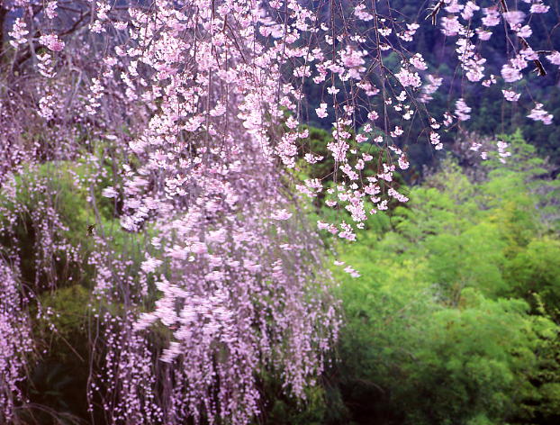 竹林の桜_b0083855_23485278.jpg