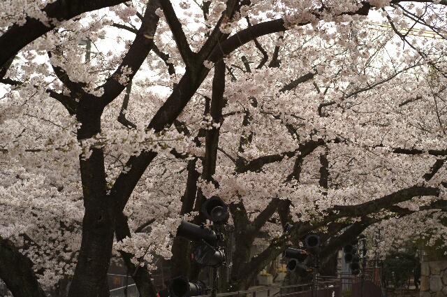 キリンと桜と夜桜と_b0024758_23341668.jpg