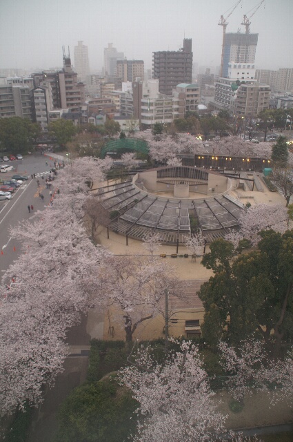 キリンと桜と夜桜と_b0024758_23344019.jpg