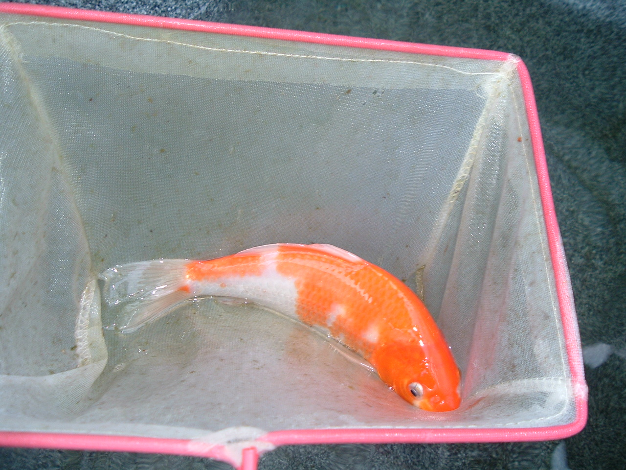 かわいい鯉ちゃん のんびり田舎暮らし主婦の日記