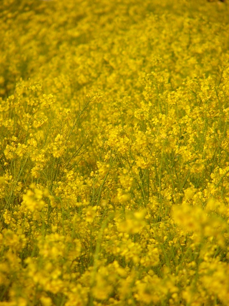 日高遺跡の菜の花畑で・・・ _b0011185_12474460.jpg