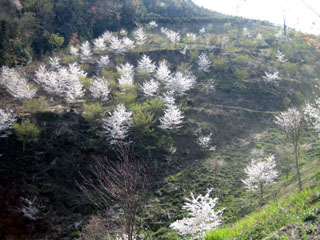 e0047185_064093.jpg