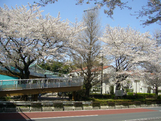 国立にて　桜の下で桜のお菓子　_b0032593_6375968.jpg