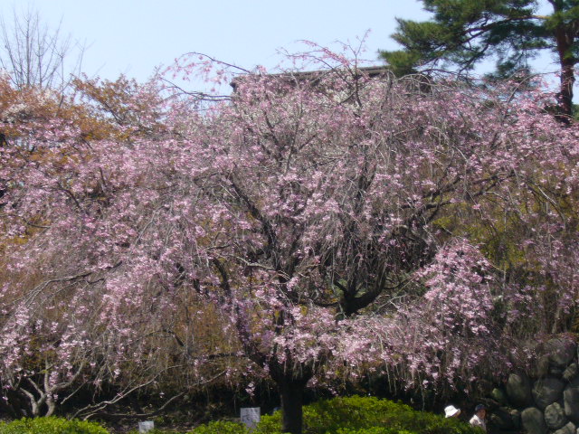 国立にて　桜の下で桜のお菓子　_b0032593_6382969.jpg