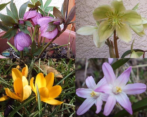 4月6日 庭の花_f0019498_1916179.jpg
