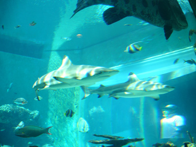 a0022502_81387.jpg