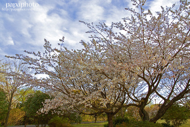 佐鳴湖公園の桜_f0041908_2352266.jpg