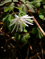e0117318_20191234.jpg