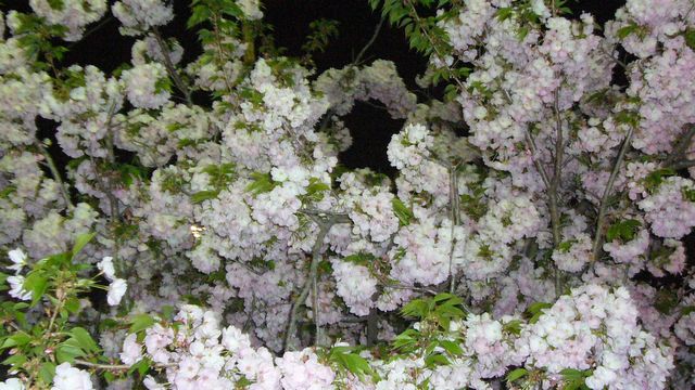 造幣局　続き　これも桜？_f0100920_2192780.jpg