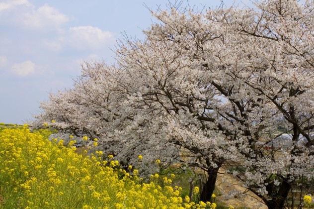 桜＆菜の花_f0040525_14331444.jpg