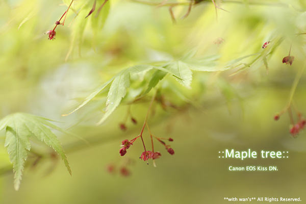 Maple tree_c0076432_11364259.jpg