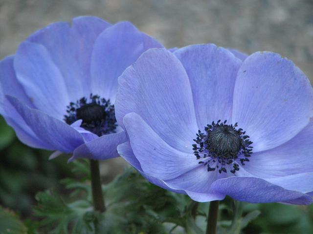 アネモネ 青 百花繚乱