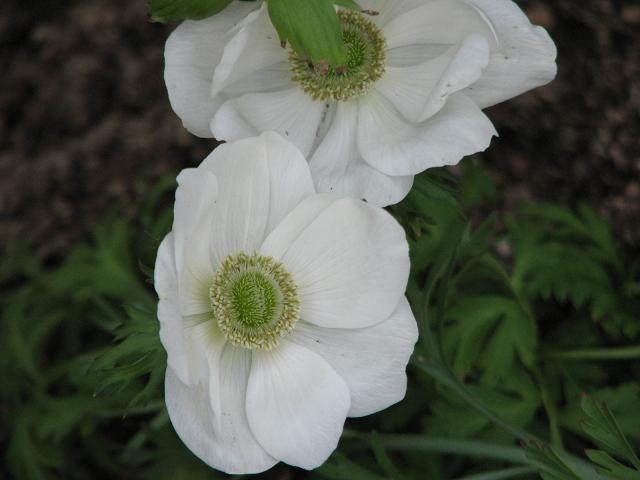 アネモネ 白 百花繚乱 アネモネ 白 百花繚乱