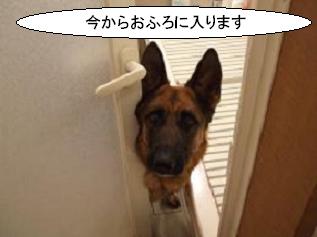 なんちゃって室内犬_c0107144_23471411.jpg