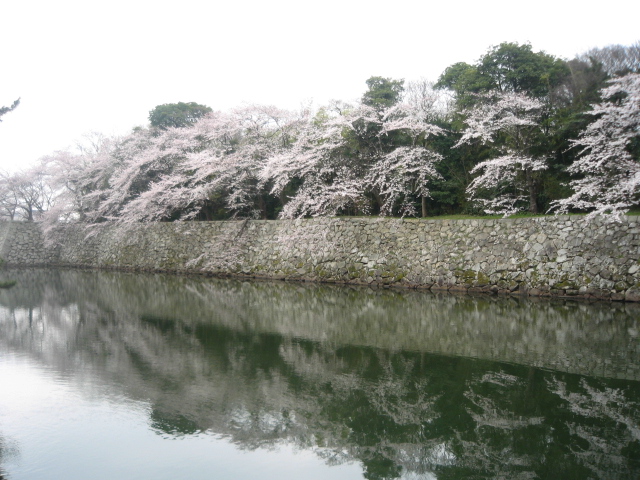 彦根城の桜_f0078145_2044381.jpg