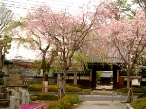 近所の桜と月光族。_c0060546_19111964.jpg