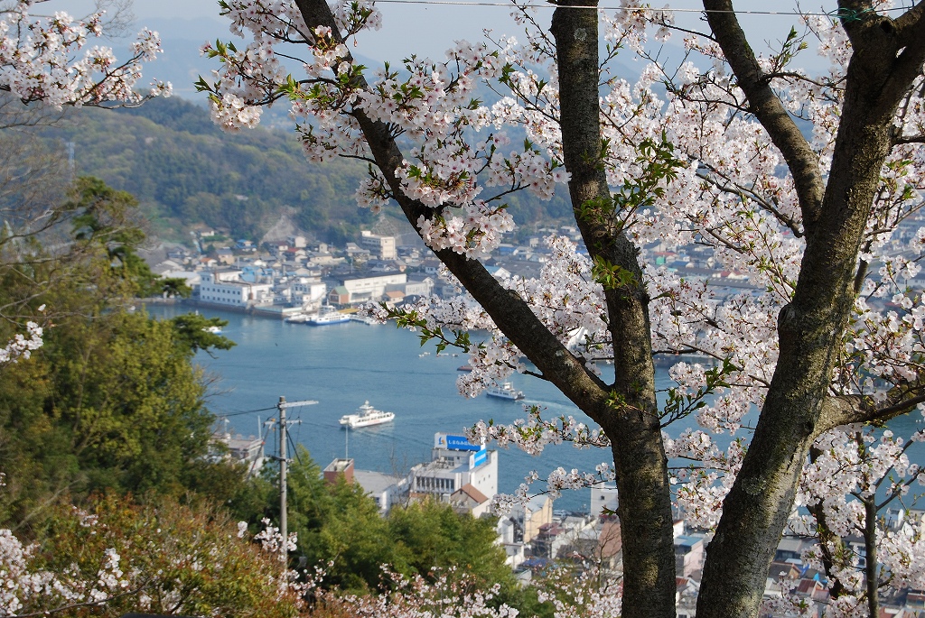 ２００７年４月７日　尾道　桜と猫と犬と猿_f0137351_23182076.jpg