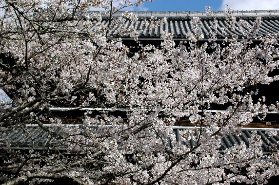 　　花のある風景_b0093754_112045.jpg