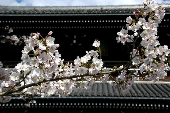 　　桜満開の根来寺大門　　２０２３-０２-１９　００：００_b0093754_113213.jpg