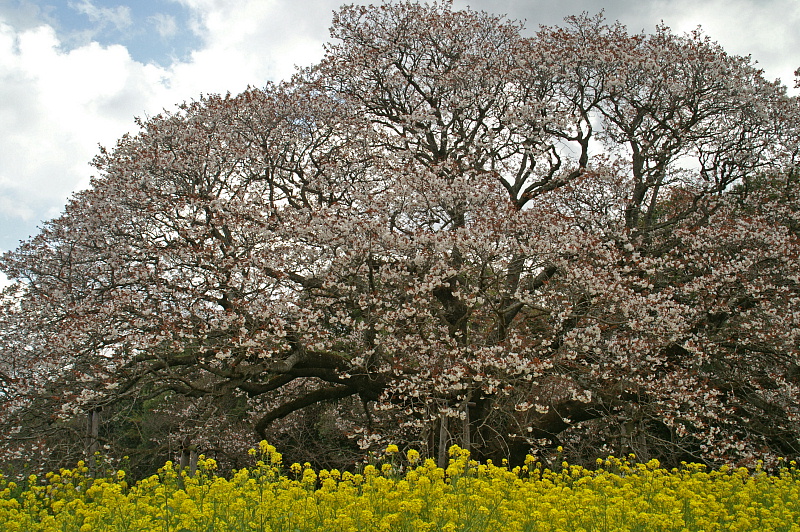 吉高の大桜（千葉県印旛村）_e0006964_15102962.jpg