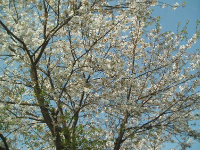 桜舞い散る_a0077071_17462941.jpg