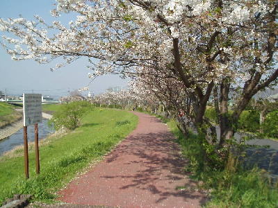 桜舞い散る_a0077071_17493168.jpg
