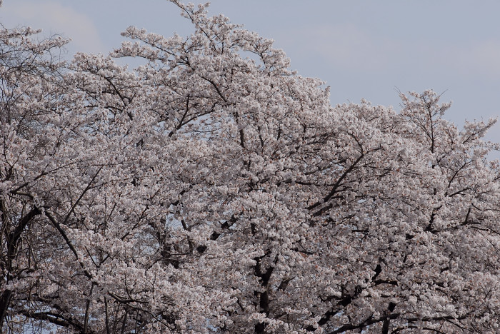 ガビチョウ_f0053272_23102646.jpg