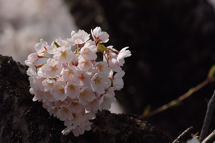 ガビチョウ_f0053272_237017.jpg