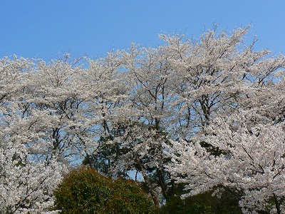 館林　城沼のサクラ_d0010073_13585445.jpg