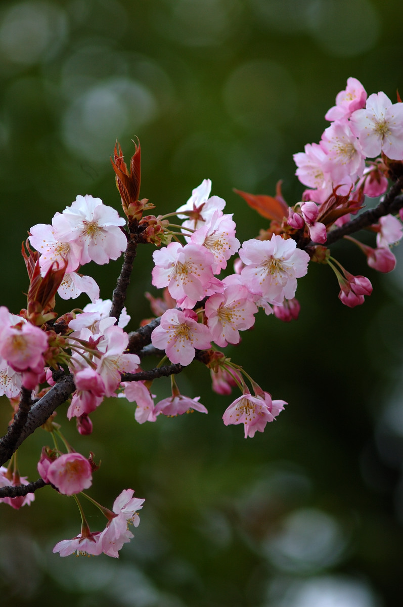 きれいな桜_b0104774_22335324.jpg