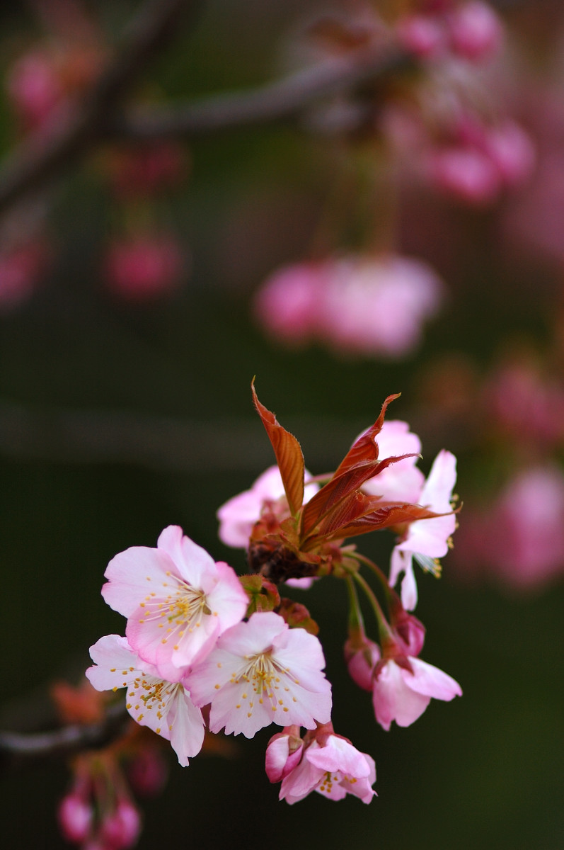 きれいな桜_b0104774_22342194.jpg