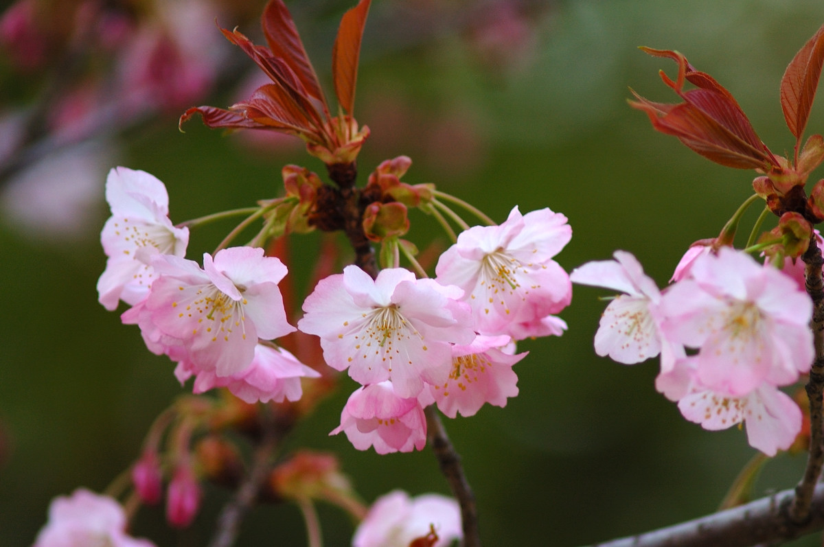 きれいな桜_b0104774_22344998.jpg