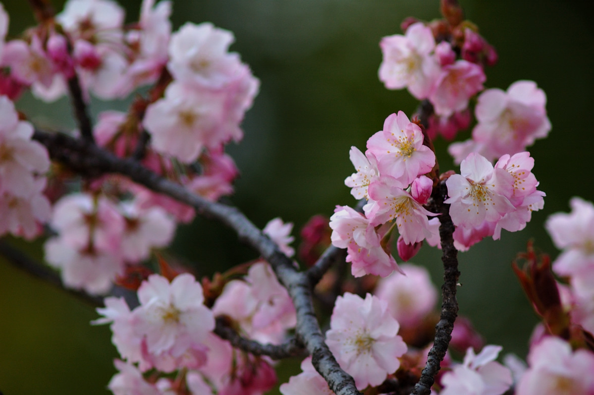 きれいな桜_b0104774_22352019.jpg