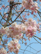 sakura_f0135877_2220157.jpg