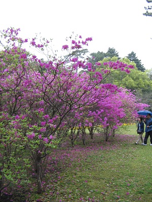 豊後歳時記・・・春花“西国三葉躑躅”_c0001578_20563045.jpg