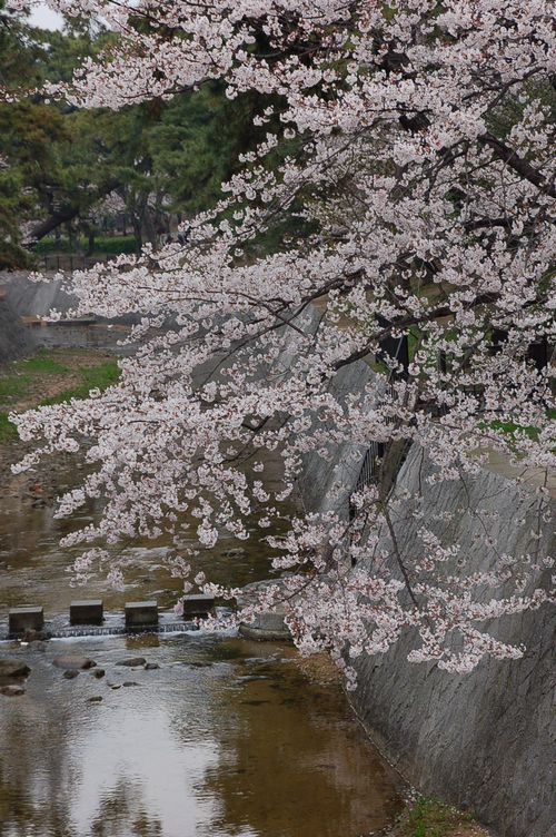 　雨の中　西宮の桜の名所　夙川の桜を撮ってきました！_e0063278_20261832.jpg