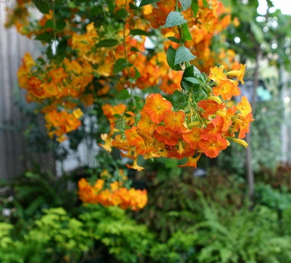 b0003280_1973121.jpg
