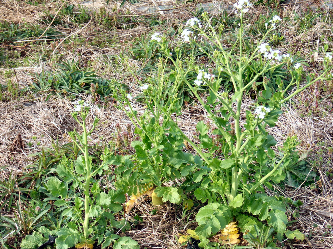 大根の花 【食用】_a0066081_625584.jpg