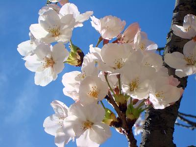 さくら・桜・SAKURA_c0092689_17111734.jpg