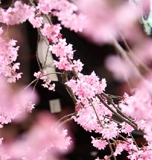 さくら・桜・SAKURA_c0092689_17113177.jpg