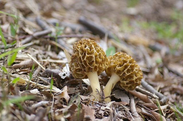e0070891_22105948.jpg