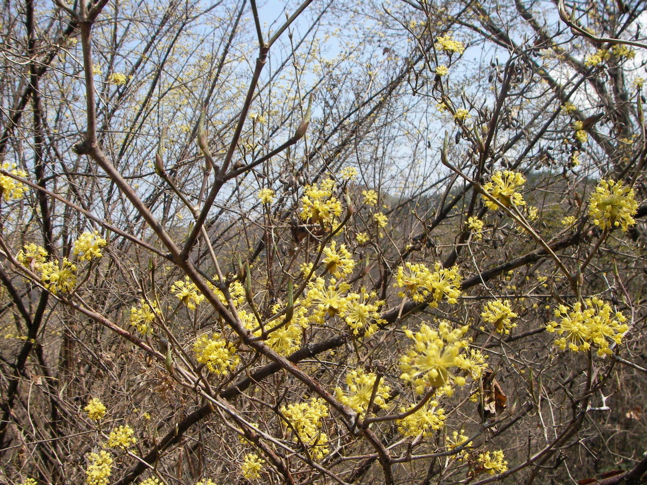 福島の桃源郷「花見山」_f0100593_1447233.jpg