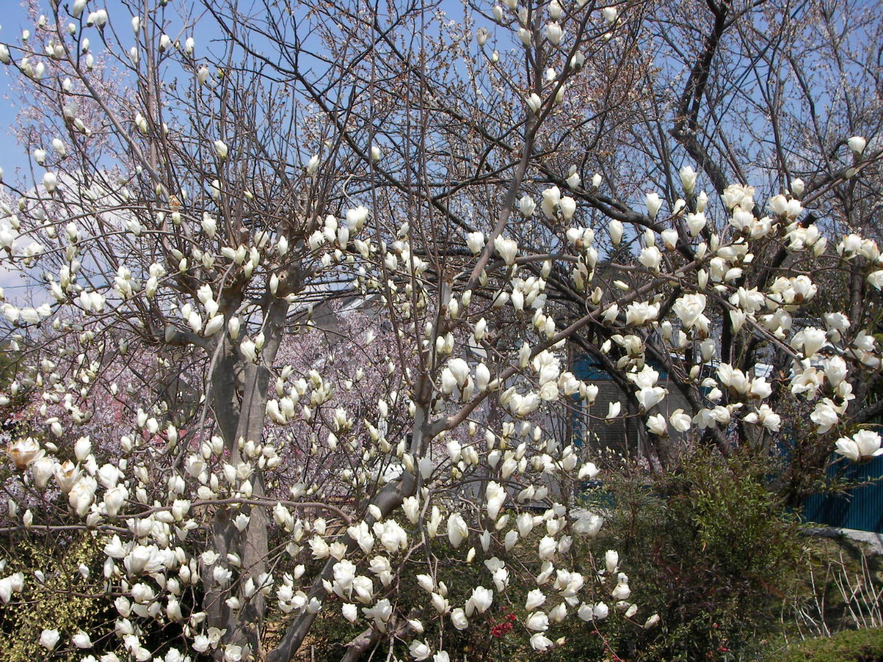 福島の桃源郷「花見山」_f0100593_14473384.jpg