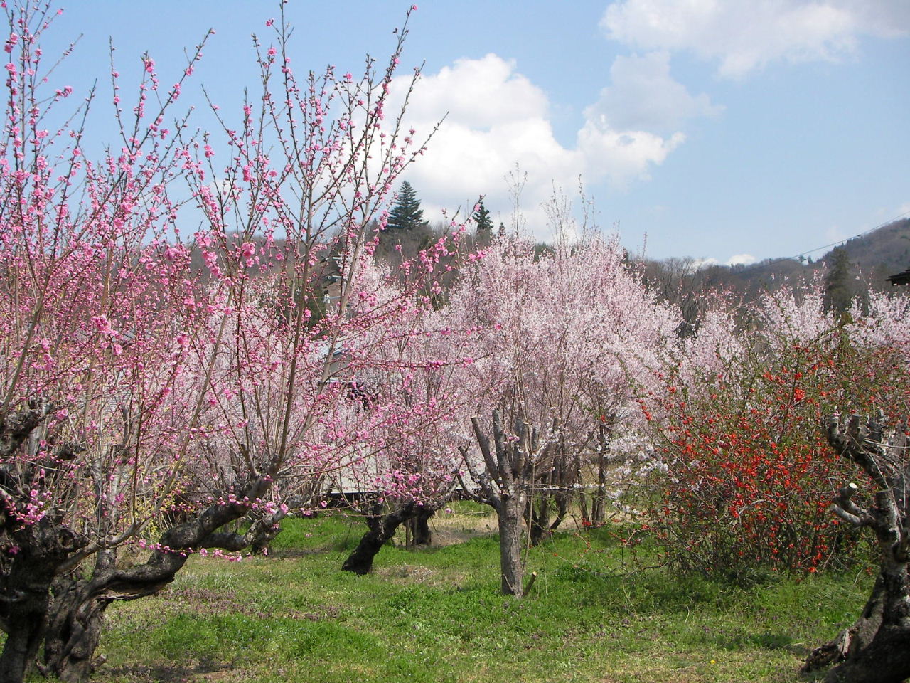 福島の桃源郷「花見山」_f0100593_14474414.jpg