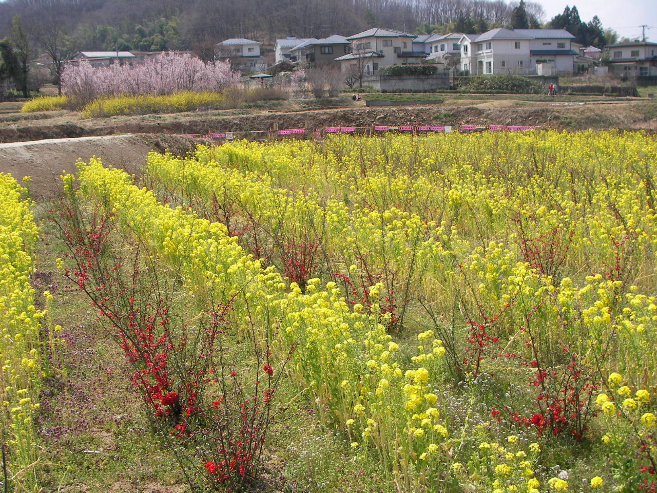 福島の桃源郷「花見山」_f0100593_14475578.jpg