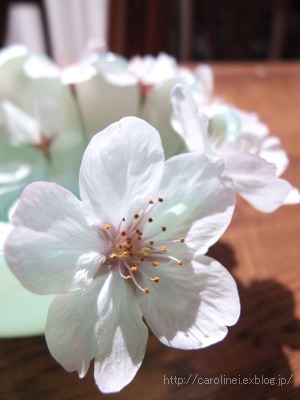 今年も、桜の下で桜あんぱん_d0025294_1112513.jpg