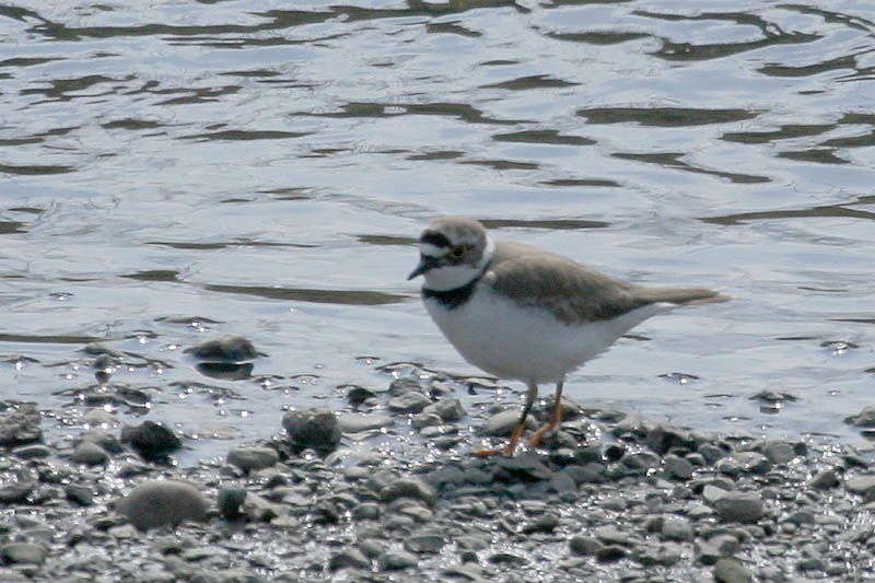 河原も夏鳥の季節です_b0024798_6292758.jpg