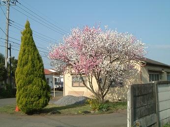 a0065800_13184465.jpg