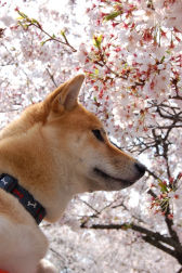 春だ春だよ桜が満開_f0023205_22504721.jpg