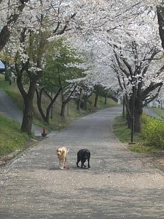 桜並木を散歩する二人_e0028708_1551124.jpg